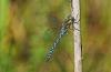 Aeshna mixta